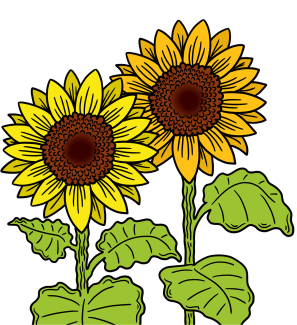 Sonnenblume